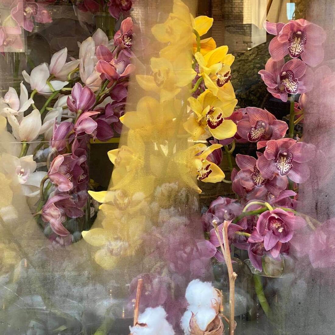 Lær mere om hvad flydende seksualitet er. På billedet er blomster