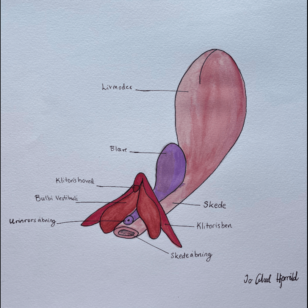 illustration af klitoris