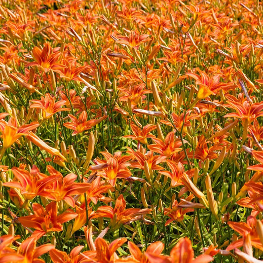 orange blomster på en mark